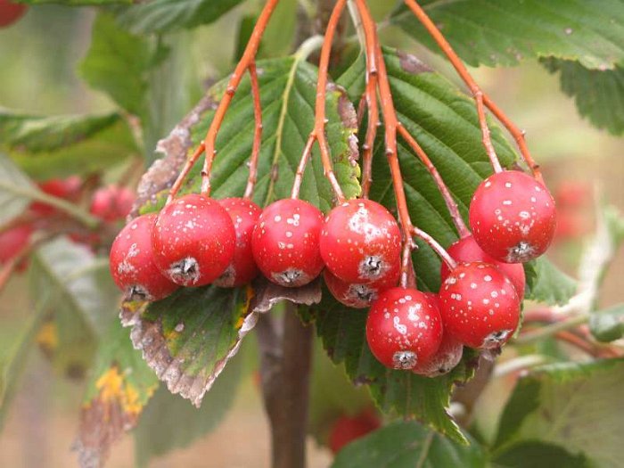 Sorbus aria